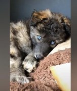 蓝湾牧羊犬幼崽多少钱一只，国内有卖吗