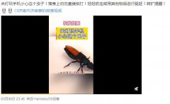 虫子落身上是好事吗什么寓意？虫子落身上不能随便打