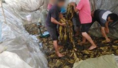 土坑酸菜是什么意思？土坑酸菜危害有哪些