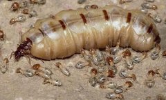 一个蚁群多少只蚁后？蚁后死了蚁群会怎样