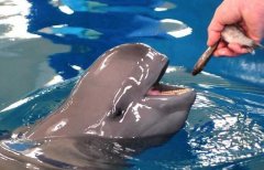 河豚与河鲀有什么区别，河豚毒素最强的部位是哪里？