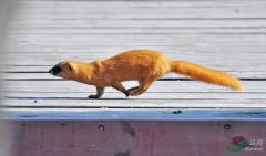 看到黄鼠狼预示着什么？有黄鼠狼进到家里了该怎么处理