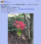 彼岸花为什么叫死人花？不少彼岸花开在坟头上的原因揭秘