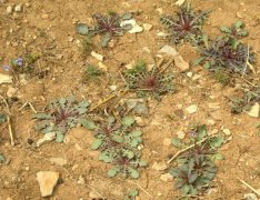 春天的常见野菜有哪些，野菜有哪些功效与作用