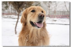 东北狗围捕野猪狗视频，东北人爱养什么样的狗？