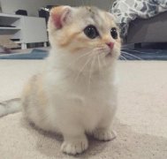 猫肉不能吃的民间说法是什么，猫肉吃了不能过奈何桥真的假的