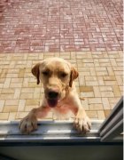 为什么有的人特别招狗咬？狗喜欢咬阴气重的人真假