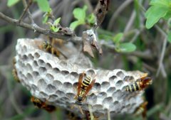 有小鸟来我家筑巢风水如何？马蜂筑巢地方的风水怎样