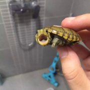 养龟风水与属相禁忌，风水龟是什么龟？