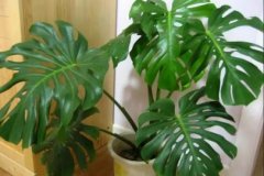 客厅养什么花好及图片，客厅养乌龟风水好不好？