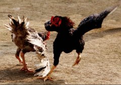 斗鸡是用的什么品种的鸡？斗鸡为什么要喂西红柿？