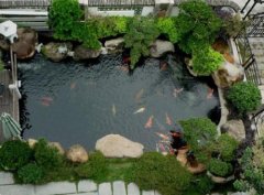 院子西南角种什么树风水好？院子西南角有水池好不好