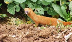 黄鼠狼最怕什么气味？告诉你黄鼠狼怕什么怎么驱赶