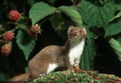 黄鼠狼最怕什么辟邪物？晚上看见黄鼠狼要发财真的吗