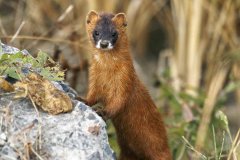 黄鼠狼为什么拜月亮？黄鼠狼黄大仙真实事件探秘