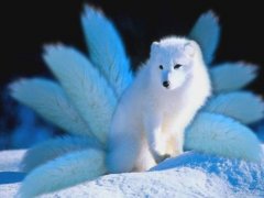 身上带狐仙的人的特点，拜狐仙的不良后果危害有哪些？