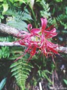 喜欢彼岸花的女生性格命运如何？彼岸花的真正传说故事来了