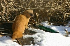 黄皮子成精的样子是怎样的？黄皮子真的有白色的吗为啥不能打