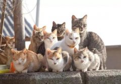 猫喜欢靠近有灵气的人吗？家里养猫风水好不好