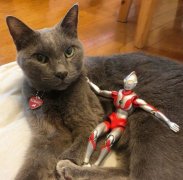 家里养猫对财运好不好？为什么说养猫穷三代