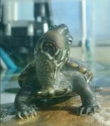 养的乌龟死了会倒霉吗 乌龟死了是替人挡灾吗