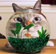 旧鱼缸送人有什么忌讳？鱼缸为什么忌讳长青苔