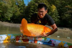 锦鲤鱼怎么养才有灵性？锦鲤能认得主人吗