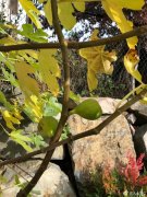 为什么说无花果是阴树，家种无花果树有什么讲究禁忌？