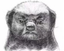蜜獾为什么没动物园养，平头哥蜜獾能从小养吗?