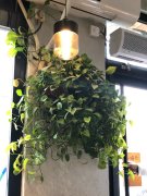 绿萝有邪气是真的吗？绿萝家多了阴气重怎么回事