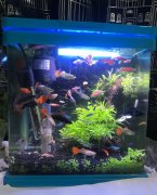 鱼缸不养鱼了怎么处理？为什么说鱼缸不能送人