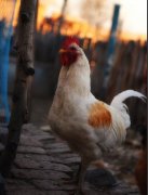 什么颜色的公鸡辟邪，公鸡血怎么镇宅？