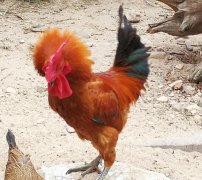 撞邪了为什么用公鸡血？公鸡血怎么用避邪