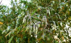 竹子开花一定有灾吗？家里竹子开花是吉还是凶