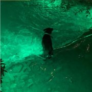 狗为什么阳气重能辟邪，用狗血泼在仇人坟墓上很恶毒？