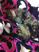 猫喜欢靠近有灵气的人，有灵气的人有什么特点？