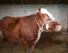 牛眼泪抹在眼睛上真的能看到鬼吗，牛眼泪开天眼是什么原理？