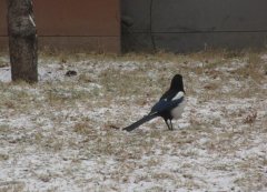 喜鹊进屋有什么预兆，喜鹊在家里做窝代表什么？