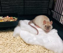被花枝鼠咬了要打针吗，花枝鼠如何训练不咬人？