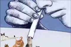 吸猫也会上瘾吗，吸猫上瘾的科学解释来了