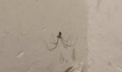 为什么千万别在房间里打蜘蛛，蜘蛛怕什么气味和东西？