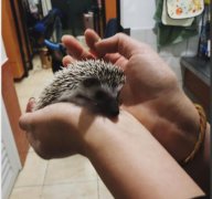 养刺猬为什么不吉利，家里养刺猬是不是影响财运