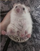 晚上看见刺猬是凶是吉，为什么说刺猬是财神？