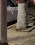 黄鼠狼附体能害死人吗，被附体了怎么让他走？