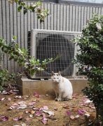 陌生猫跟着你走是什么兆头好还是坏，猫跟着人回家什么预兆？