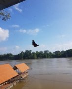 鬼蝴蝶长什么样子图，传说蝴蝶是死人的化身真的假的？