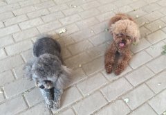 不小心踩到狗屎有什么预兆，走狗屎运就是踩了狗屎的意思吗？