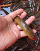 黄鳝为什么有灵性，风水上黄鳝说法有哪些？