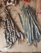 为什么说大鳝旁必有大坟，迁坟有黄鳝是吉还是凶？