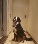 狗狗半夜叫个不停怎么办，狗在半夜嚎叫什么预兆？